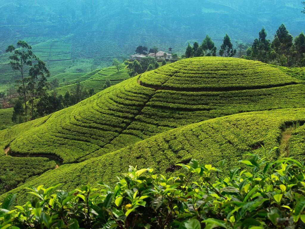Tea Estate Sri Lanka