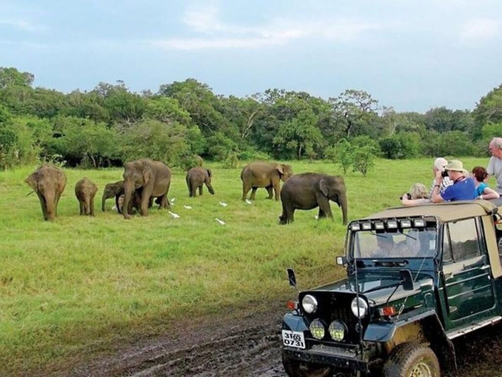 Wild Life Sri Lanka