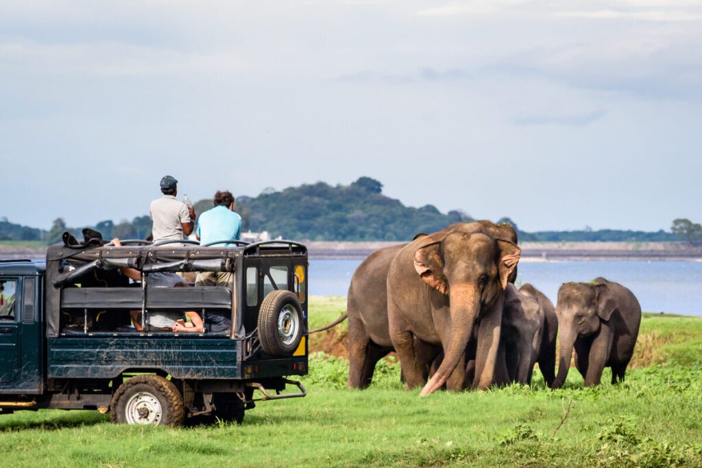 Wild Safari Sri Lanka