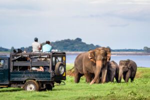 Minneriya Safari Sri Lanka
